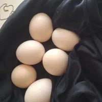 تخم نطفه دار لاری اصل