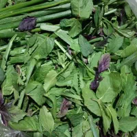 سبزی خوردن پاک شده