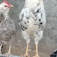 خروس گلین اصل فول