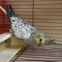 یک عدد عروس هلندی