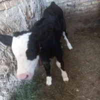 گاو و گوساله