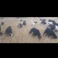 ۶۰تا چپش نر درشت