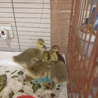 جوجه غاز وحشی