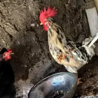 مرغ وخروس