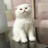 توله گربه های اصیل خالص