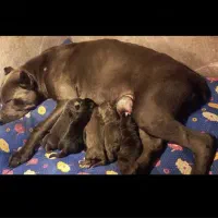 کن کورسو ماده