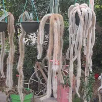 کاکتوس دم روباهی خاص تایلندی اصل