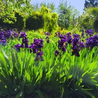 باغبان