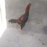 خروس لاری