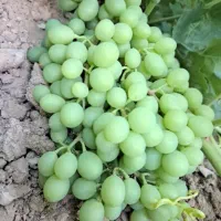 فروش غوره درجه یک سردشت مسیر راحت.کارگر ندارم