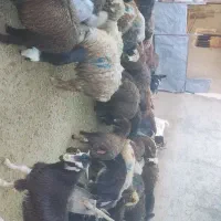 بره نر