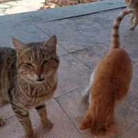 نیازمند بانوی سرپرست پت