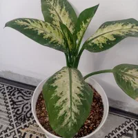 گل دیفن شادو سرحال