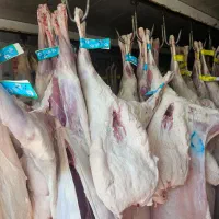 گوشت گرم گوساله جونه درجه یک ممتاز