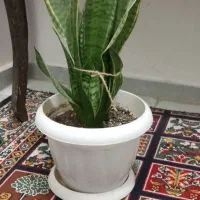 گل طبیعی