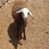 کاور میش بره