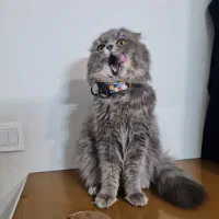 گربه نر جهت جفت گیری  اسکاتیش فولد لانگ هیر