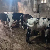 گوساله