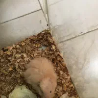 همستر واکواریوم