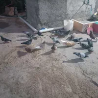 کبوتر پلاکی