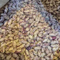 لوبیا چیتی کپسولی درجه یک