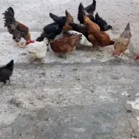 مرغ خروس