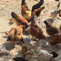 تعدای مرغ و خروس و جوجه|حیوانات مزرعه|بندر ترکمن, |دیوار