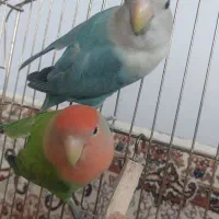طوطی  برزیلی  زیبا