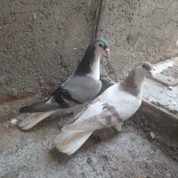 ابلغ|پرنده|مشهد, موعود|دیوار