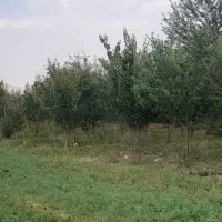 فروش زمین باغی