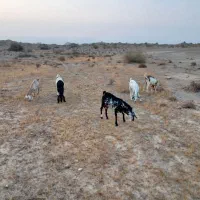 کهره سومال ابسن دوماهه