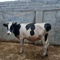 فروش دوتا گاو آبستن سنگین شیری