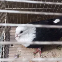 پرنده، کربلایی و یه جوجه