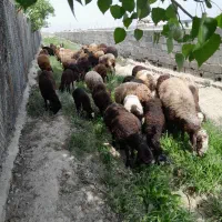 فروش بره نروماده