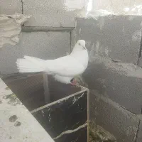 کفتر
