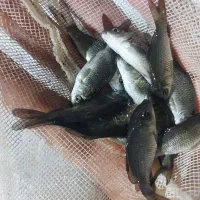 ماهی کپور استخر کشاورزی همکاری طی تولید و فروش