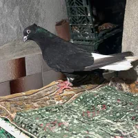 یه تیپ کفتر عالی دمسفید