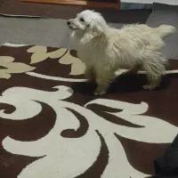 واگذاری سگ نژاد دار