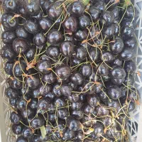 گیلاس تکدانه درشت