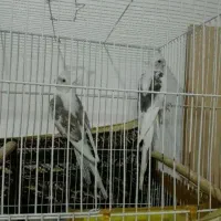 عروس هلندی دوکت