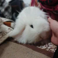 خرگوش نر برای کشش