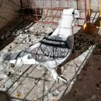 کفتر بلژیکی