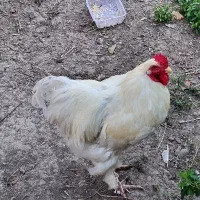 خروس برهما سفید