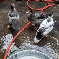 فروش اردک اسرائیلی ومحلی