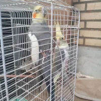 عروس هلندی رام سخنگو