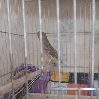 قناری شتری ماده جفت خور سهره