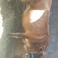 گاو