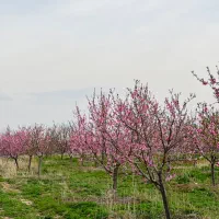 باغ زمین باغچه دور دیوار شاهنامه دیاکو نشاط اقساطی