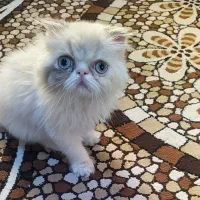 فروش گربه پرشین سوپر فلت