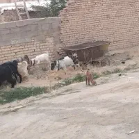 بز و بزغاله